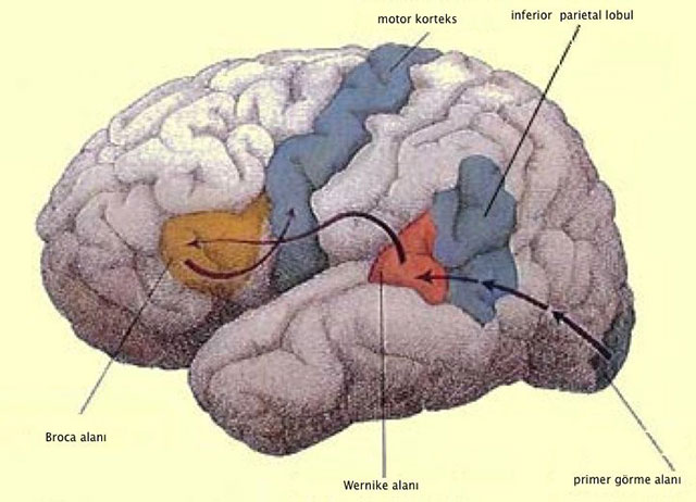 Nöropsikolojik Değerlendirme ve İlişkili Alanlar - I