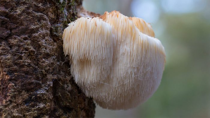 Mantarlar sinir büyümesini artırarak hafızayı büyütebilir